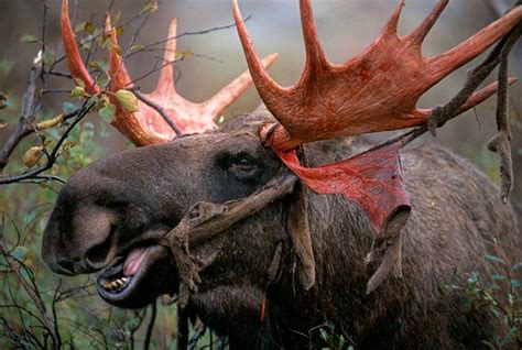 5 Fun Facts. 1. Male moose grow a set of antlers each year during the spring and summer. By fall, antlers can span six feet from tip to tip. 2. Though females lack antlers, they aggressively protect their babies with powerful kicks …